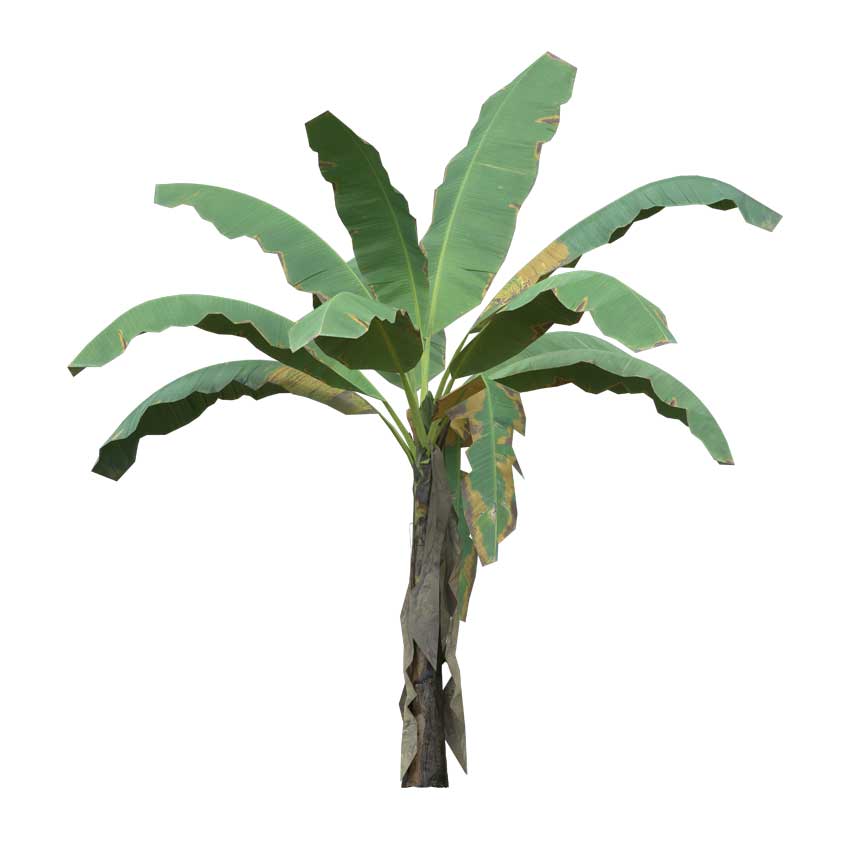 Musa - Banana Tree (Medium)